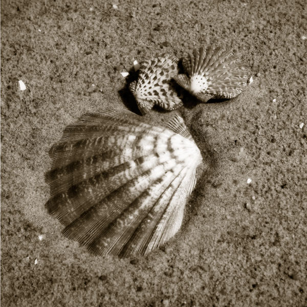 Seashells VIII