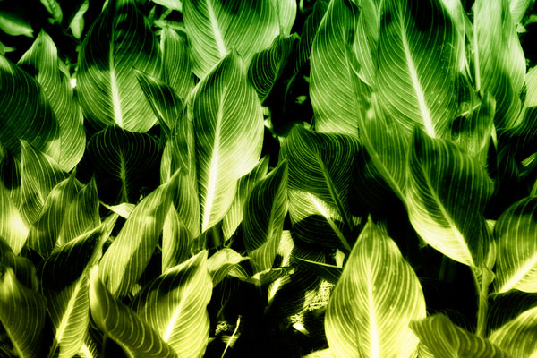 Tropical Foliage I