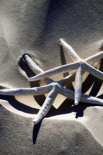 Sea Stars II