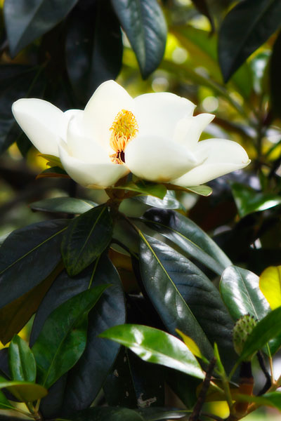 Fragrant Flower I