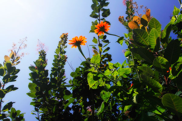 Summer Garden I