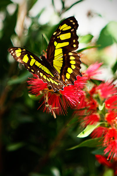 Baird's Swallowtail II