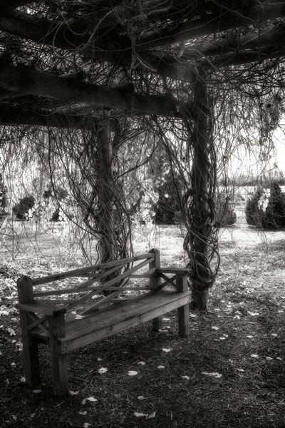 Winter Arbor I