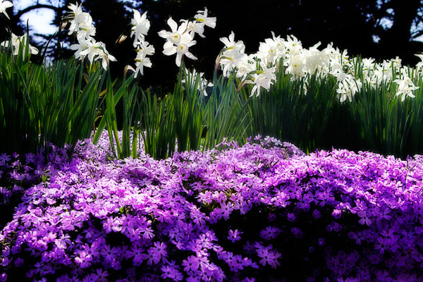Spring Daffodils II