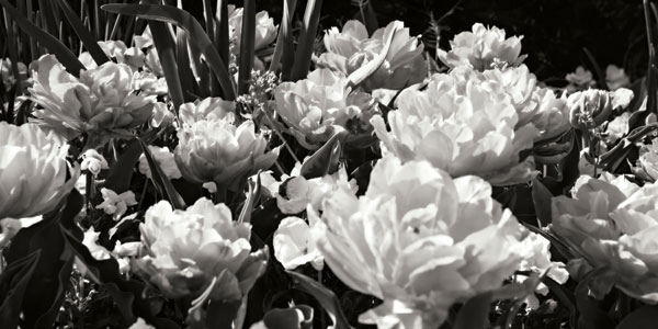 Flowers Up I