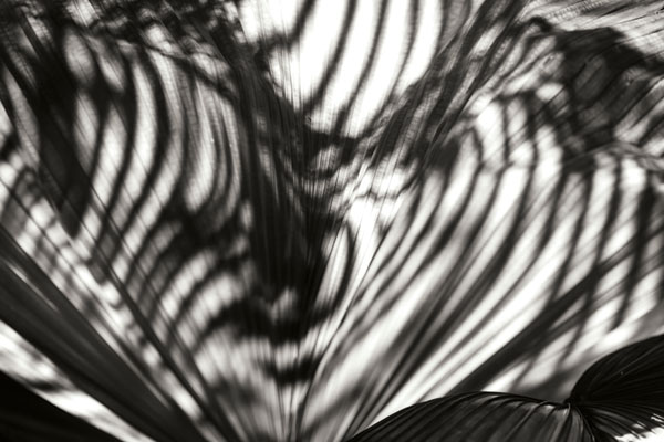 Palm of Shadows