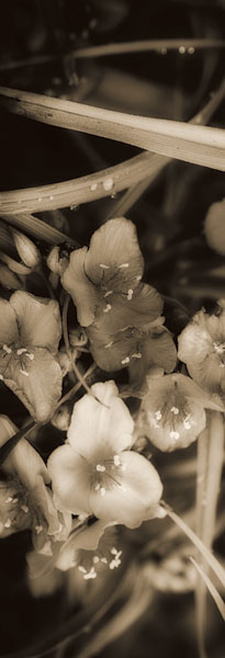 Sepia Spiderwort II