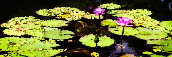 Lake Lilies II