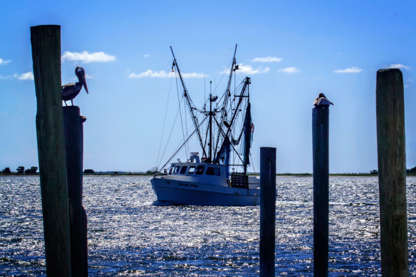 Bringing The Catch In II
