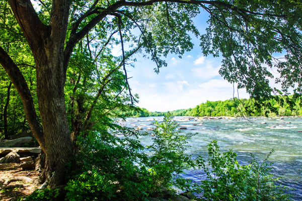 Spring On The River VII