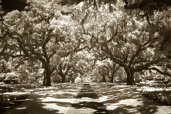 Plantation Walk II