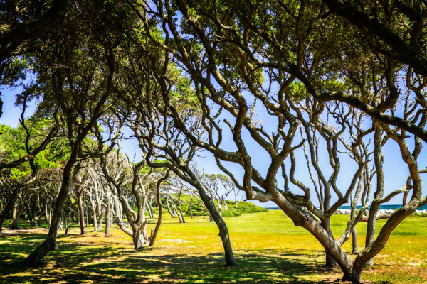 Windswept Barrier Island