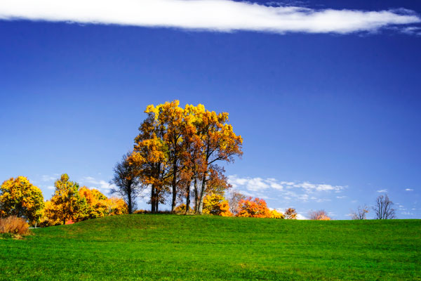 Meadows of Dan II