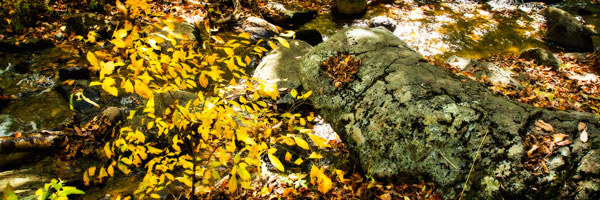 Forest Floor II