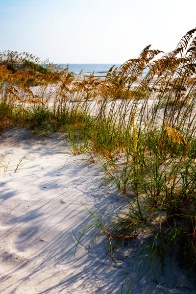 Sea Oats & Shadow II