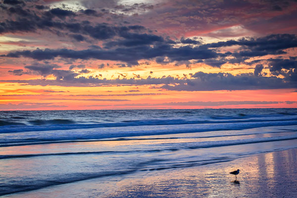 Gulls on the Shore II