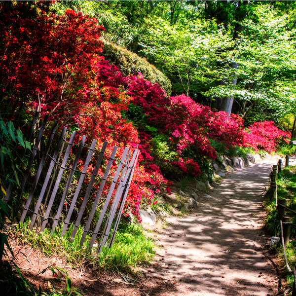 Japanese Garden VI