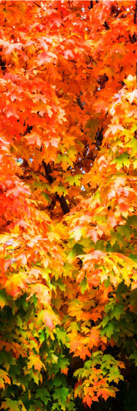 Autumn Maple I