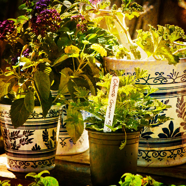 New April Garden II