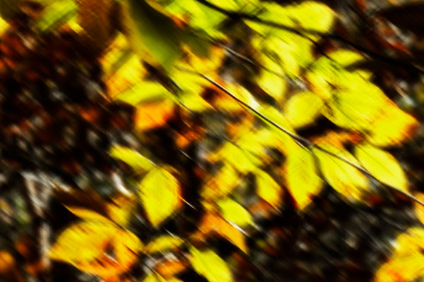 Autumn Impressions VII