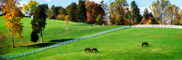 Virginia Horse Farm II