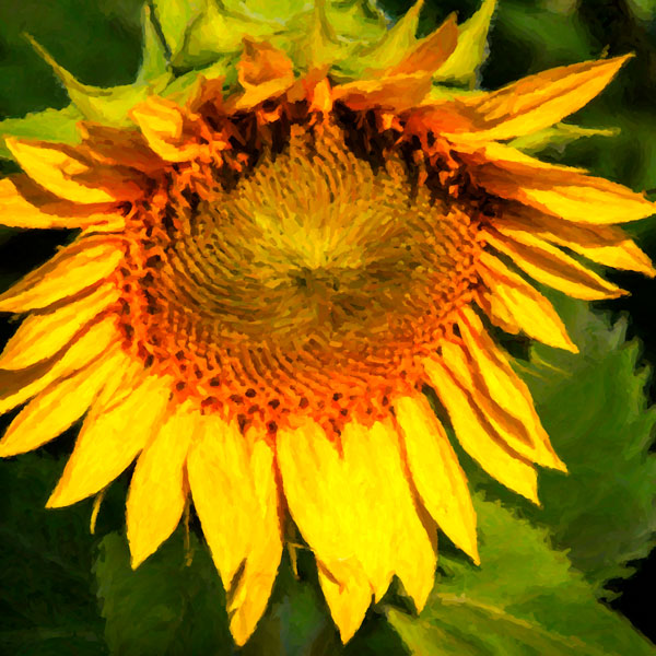 Sunflower I