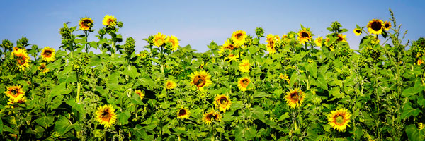 Sunny Sunflowers I