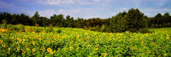 Sunflower Fields II