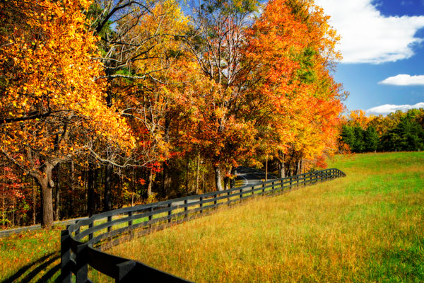 Winding Through Red & Gold