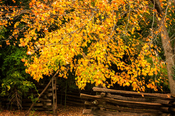 Late Fall Day II