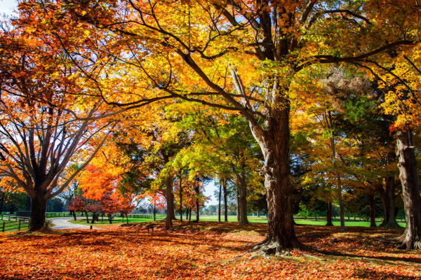 Autumn on the Plantation I
