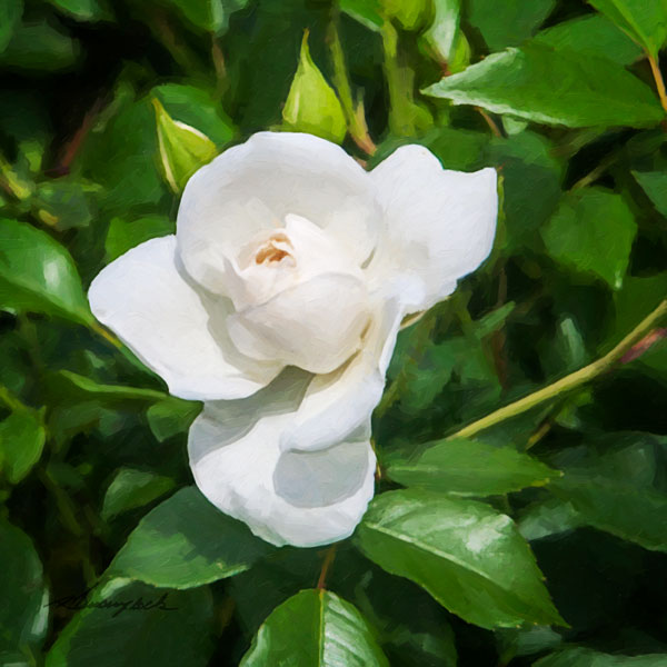 A Single Rose III