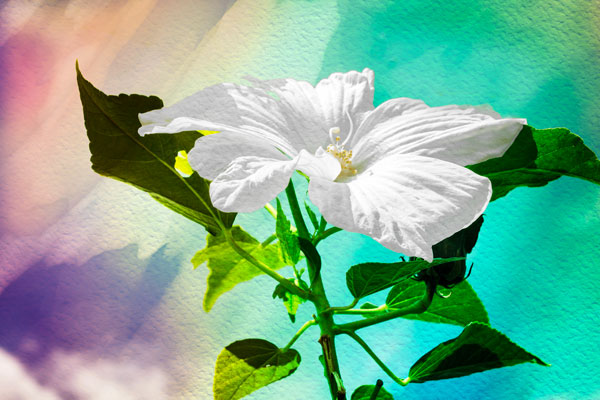 Summer Flower