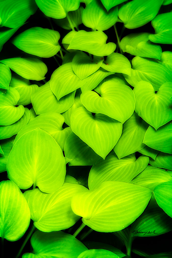 Heart Profusion
