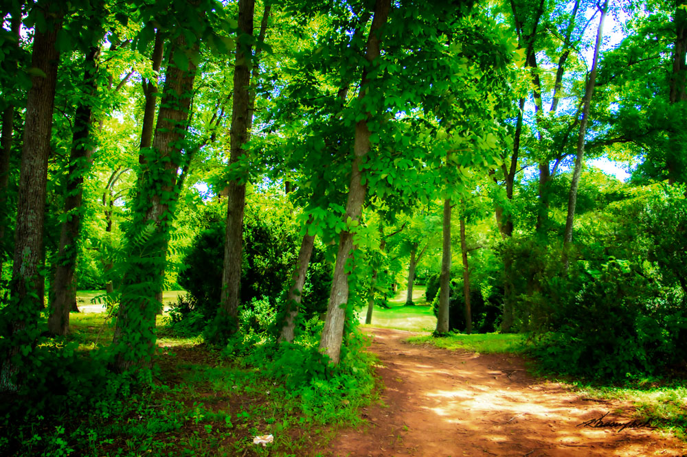 Barbourville Woods