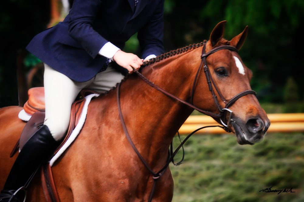 Dressage I