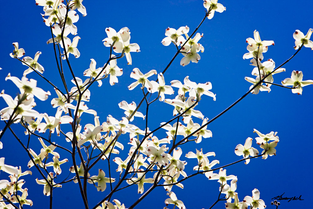 Dogwood on Blue I