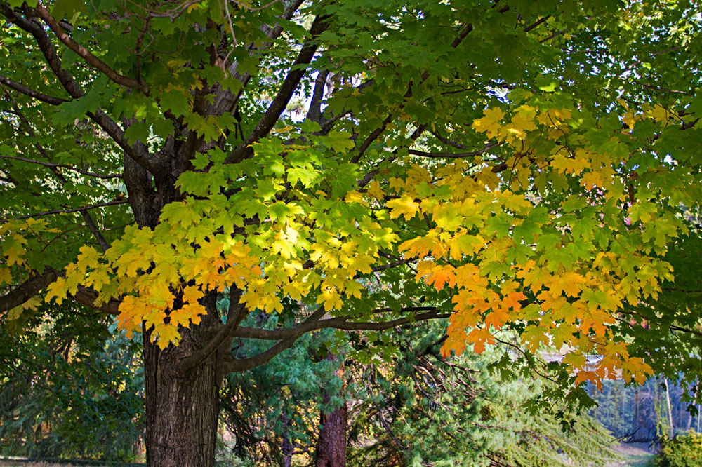 Autumn's Beginning