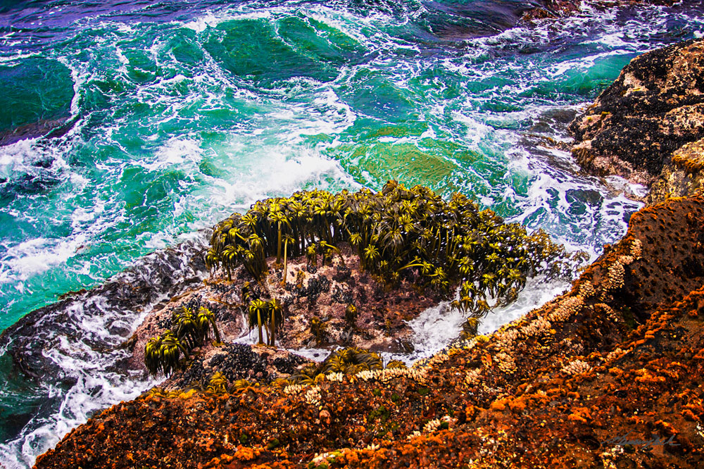 Point Lobos Coastline