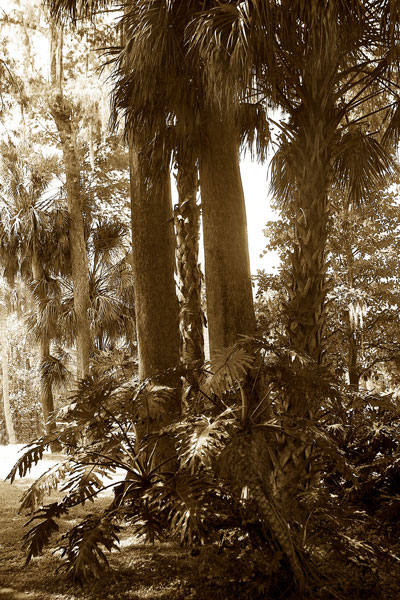 Tropical Garden 2