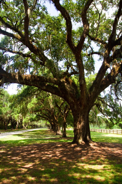 Charleston Oaks 6