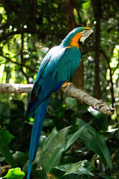 McCaw 1