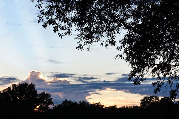 Sunset Through the Trees 1