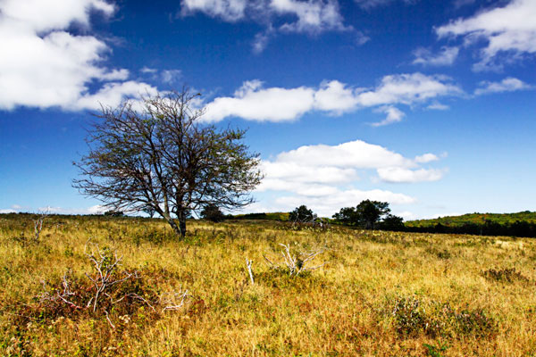 Big Meadow 1