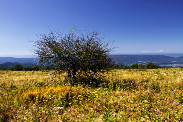 Distant Mountains 4