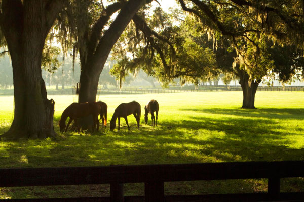 Horses in the Sunrise 2