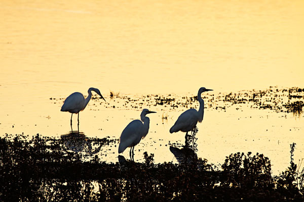 Egrets in the Sunrise 1