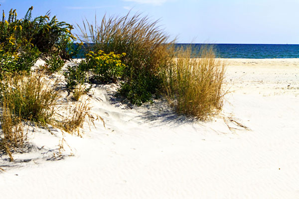 Assateague Beach 7