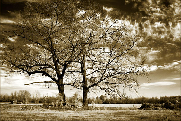Rolesville Oaks