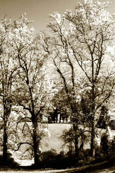 Autumn Meadow 1